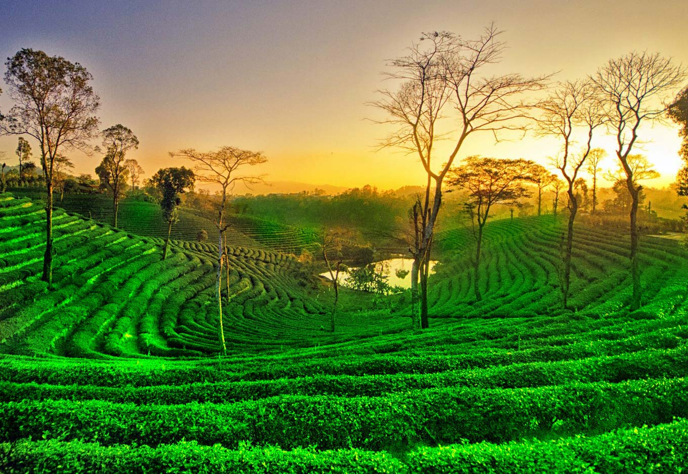 Assam